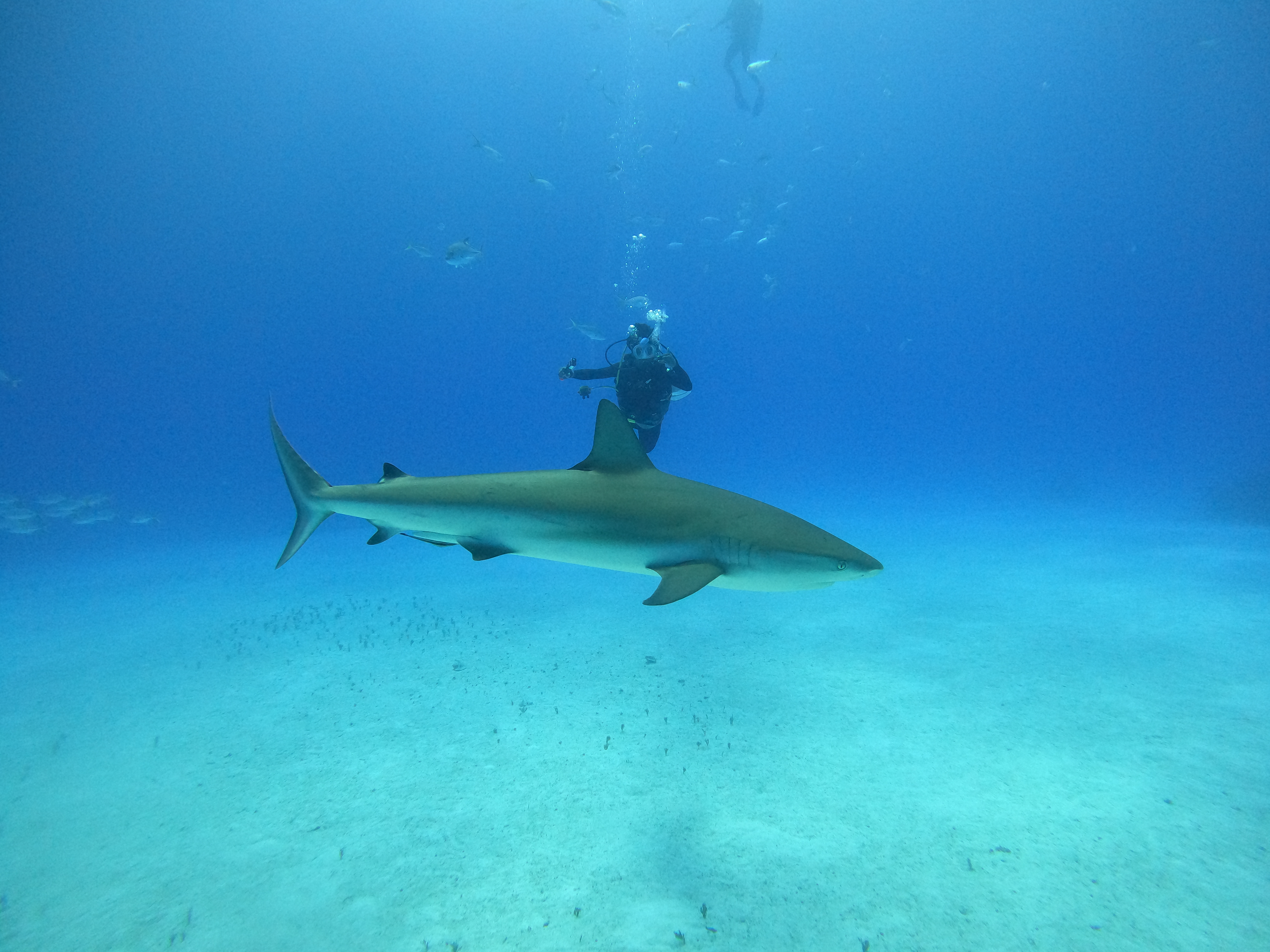 Shark diving underwater